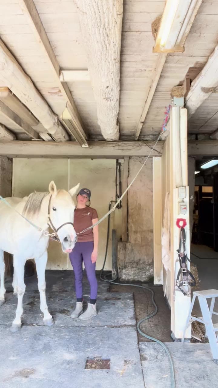 Aubrey Russo working with a grey horse in a barn wash stall